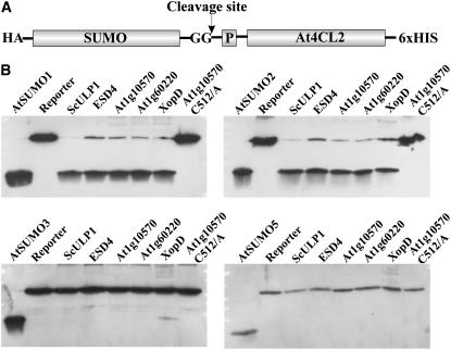 Figure 10.