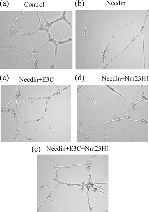 FIG. 6.