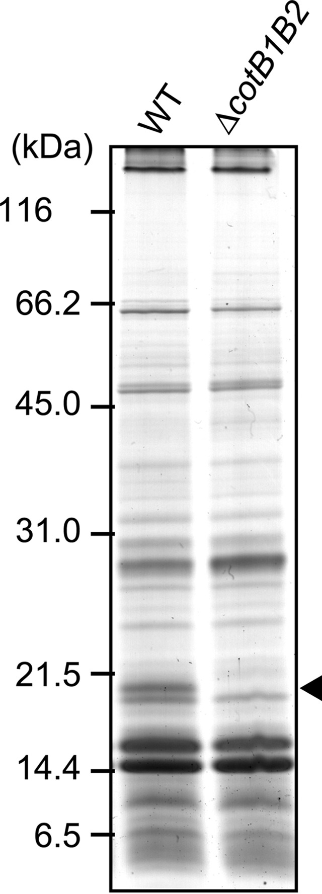 FIG 3