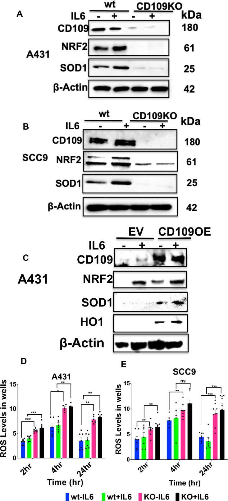 Fig. 5