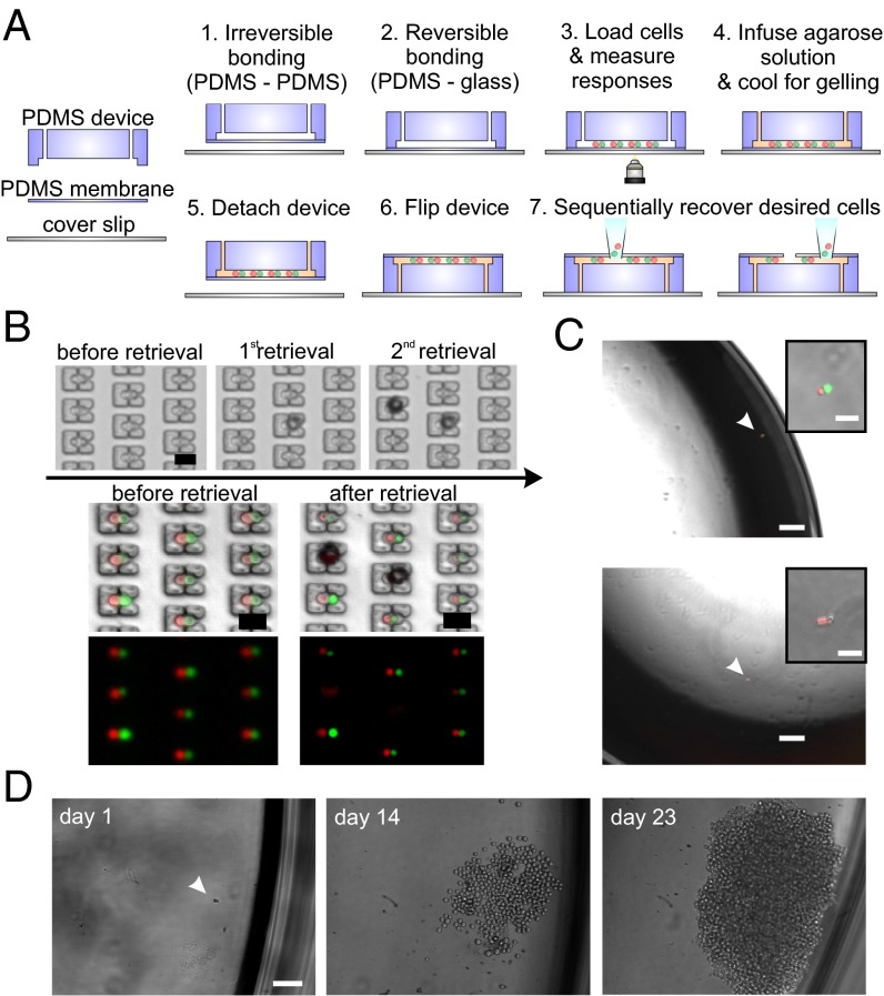 Fig. 2.