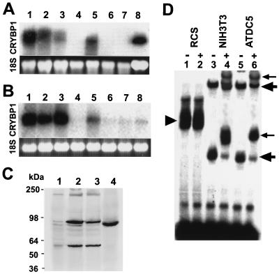 FIG. 1