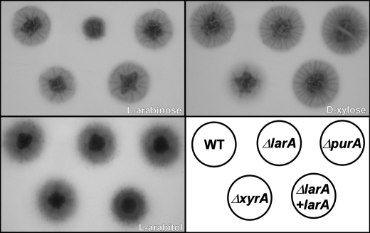 FIGURE 3.