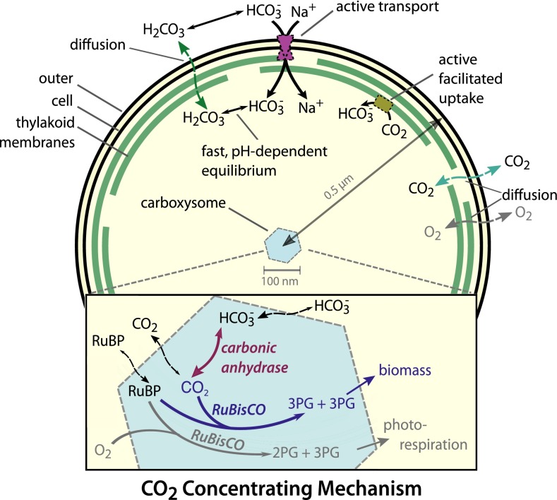 Fig. 1.