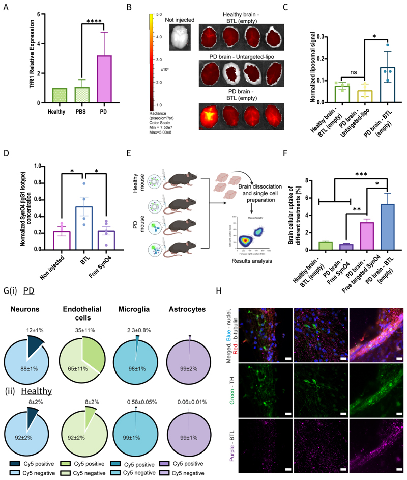 BTL cross the BBB and significantly accumulate in PD mice brains.