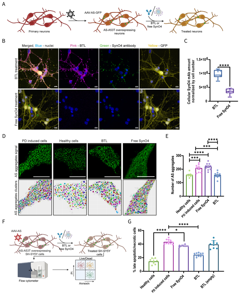 BTL are taken up by PD neurons and induce a therapeutic effect. 