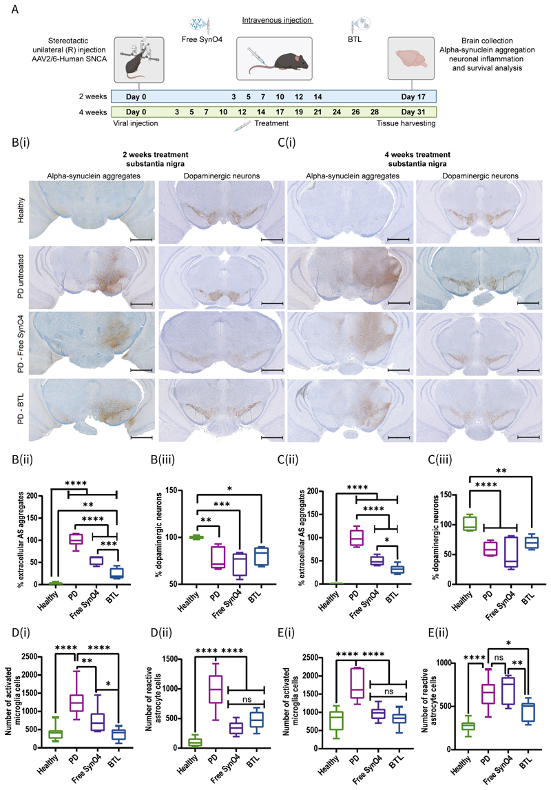 BTL reduce AS aggregation and neuroinflammation in the AAV-based PD mice model.