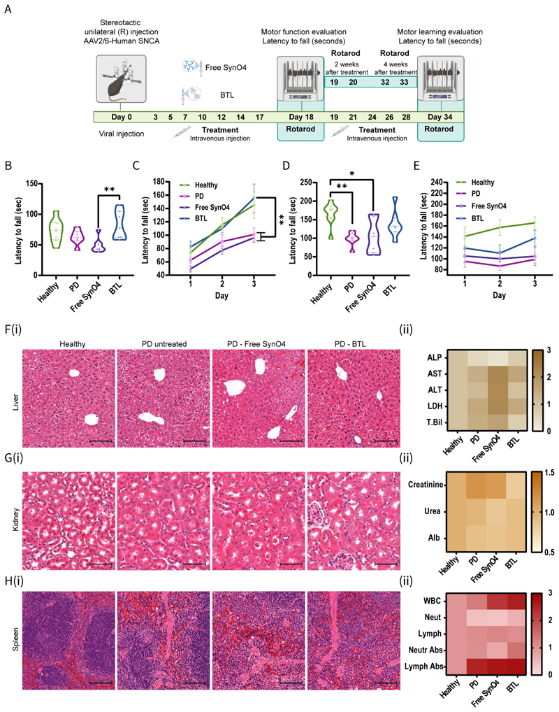 The capacity of BTL to prevent disease progression in a viral PD mice model.