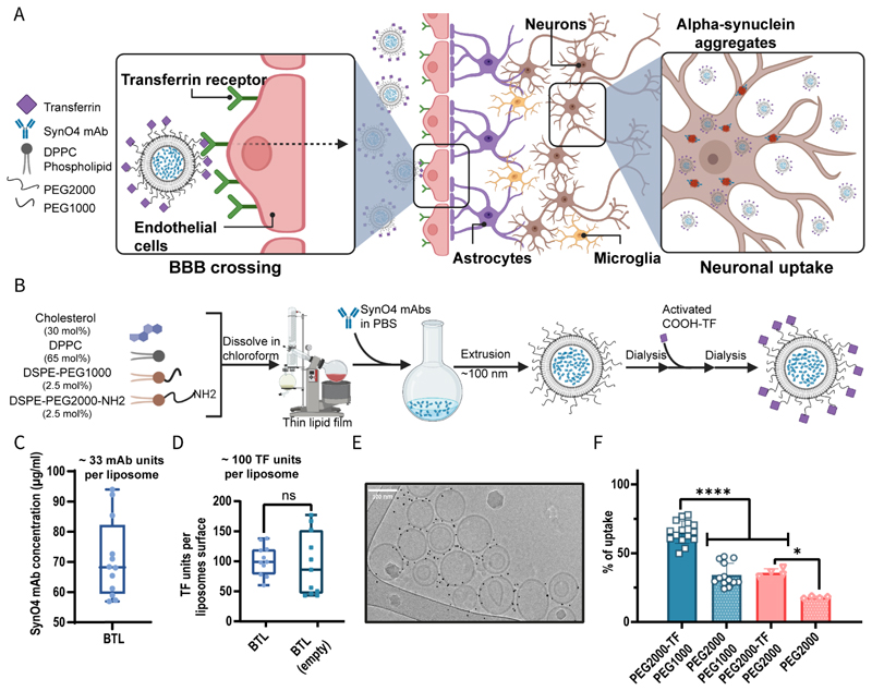 Synthesizing brain-targeted liposomes loaded with SynO4 mAb.