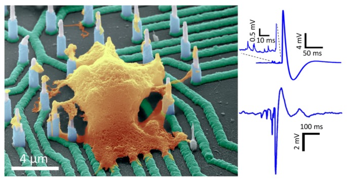 Figure 29