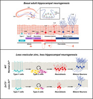 graphic file with name STEM-38-994-g006.jpg