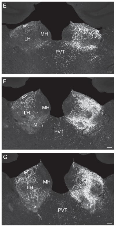 Fig. 10