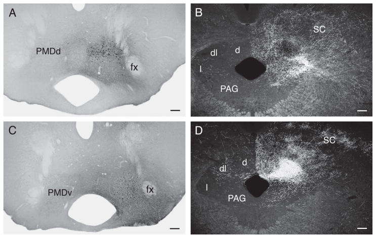 Fig. 12