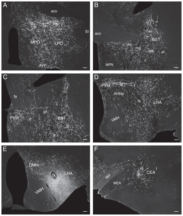 Fig. 11