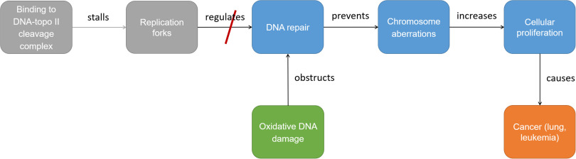 Figure 2 is a flow chart having five steps. Step 1: Binding to DNA-topo 2 cleavage complex. Step 2: Binding to DNA-topo 2 cleavage complex with stalls leads to replication forks. Step 3: Oxidative D N A damage with obstructs lead to D N A repair. Step 4: D N A repair prevents Chromosome aberrations. Step 5: Chromosome aberrations increases Cellular proliferation. Step 6: Cellular proliferation causes Cancer (lung, leukemia).