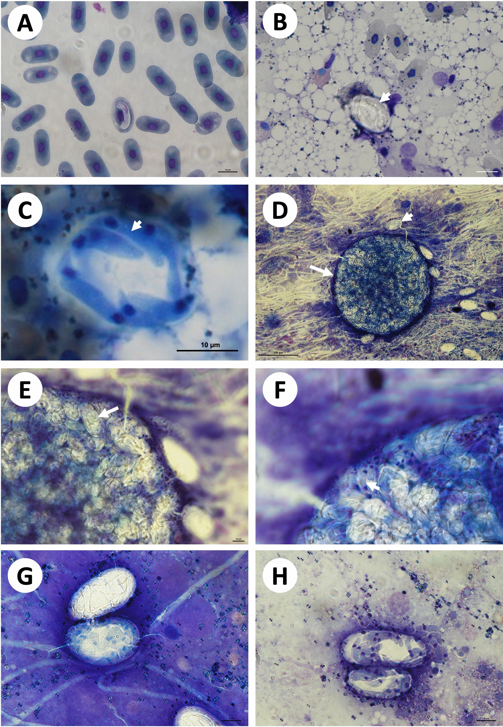 Fig. 1