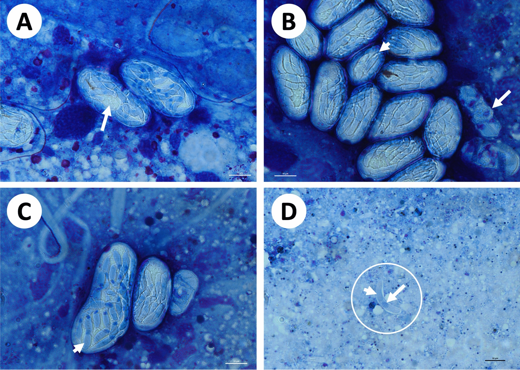 Fig. 2