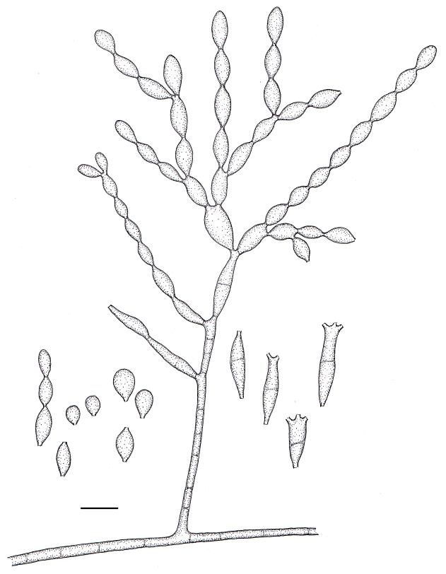 Fig. 7.