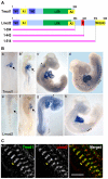 Fig. 1.