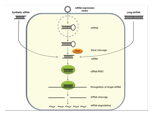 Fig. (1)