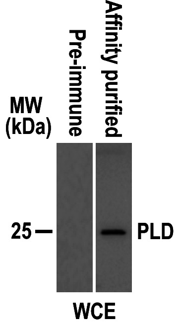 Figure 4—figure supplement 2.