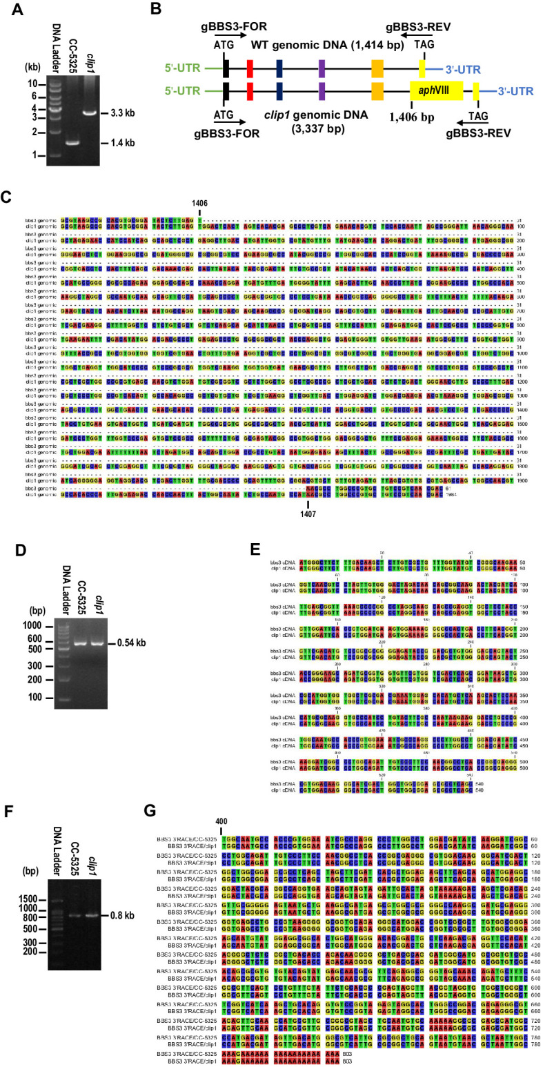 Figure 1—figure supplement 1.