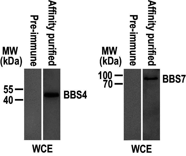 Figure 2—figure supplement 1.