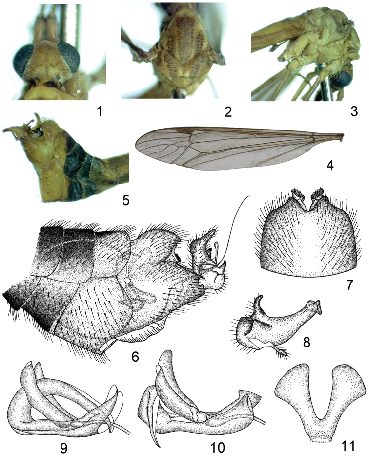 Figures 1–11.