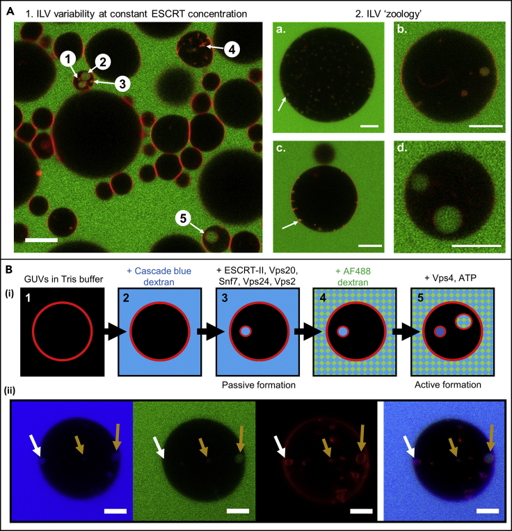 Figure 2