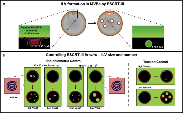 Figure 1