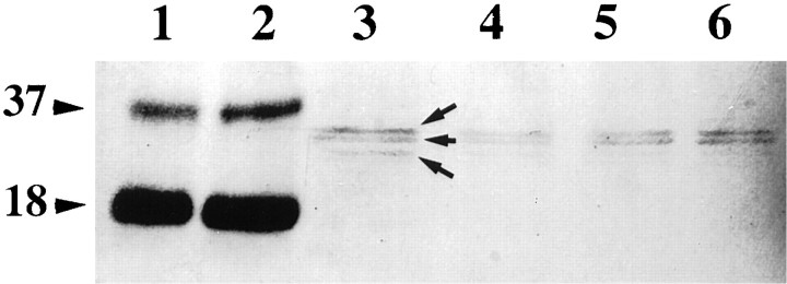 Fig. 12.