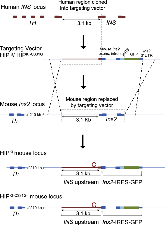 Figure 2