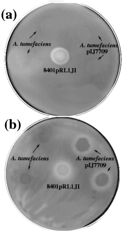 FIG. 7