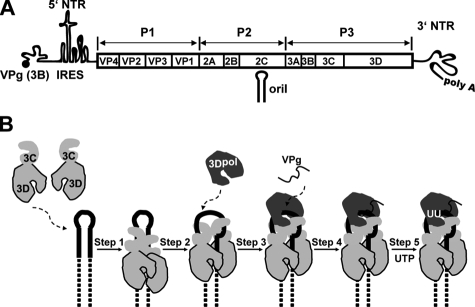 FIGURE 1.