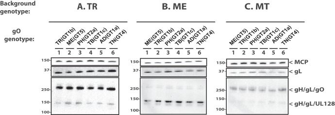 FIG 1