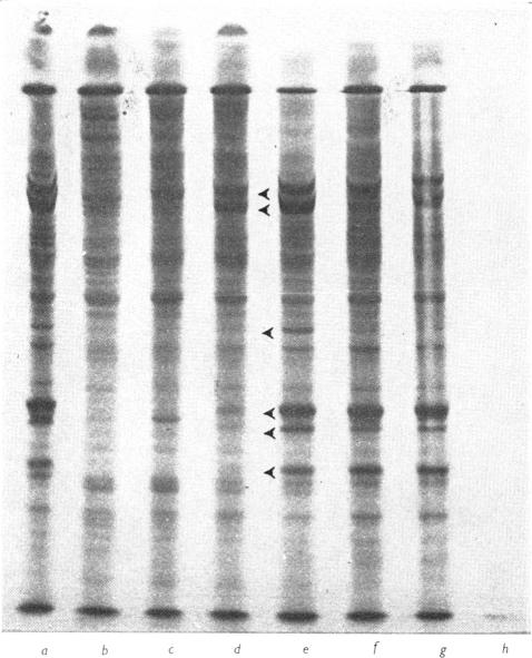 PLATE 7