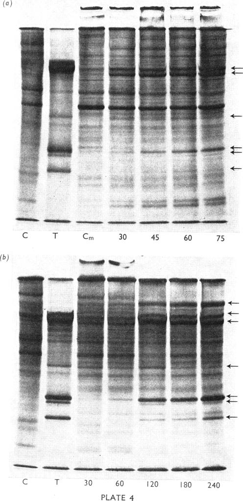 PLATE 4