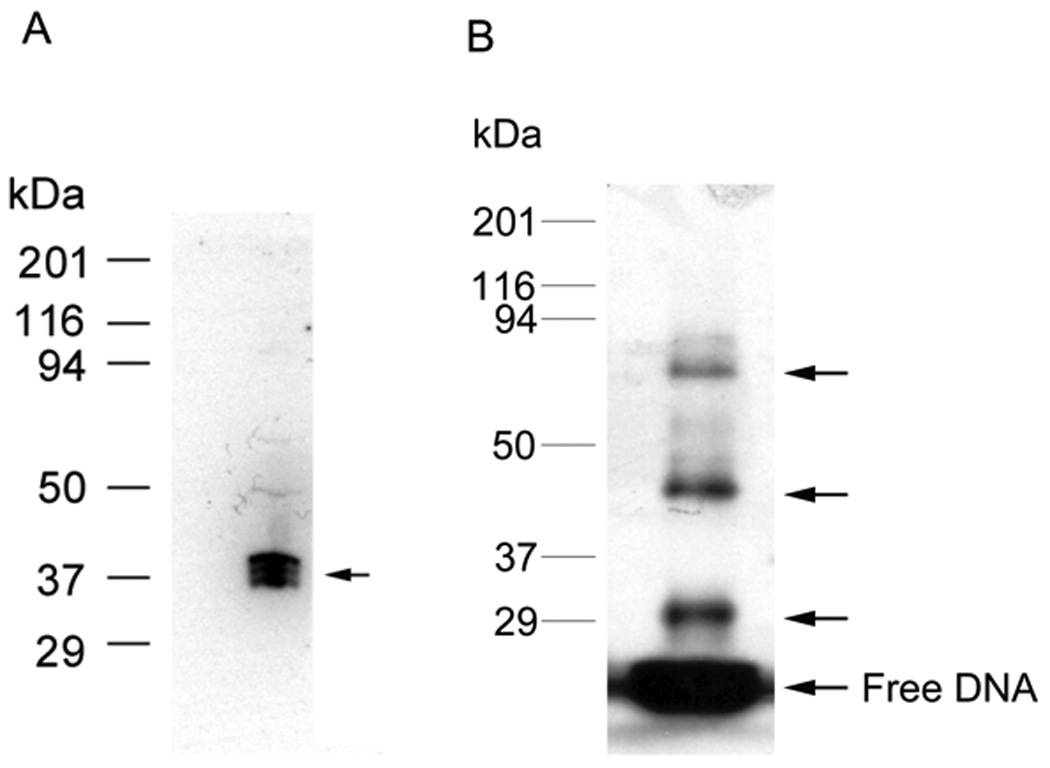 Fig.3