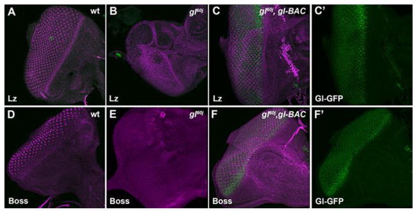 Fig. 2