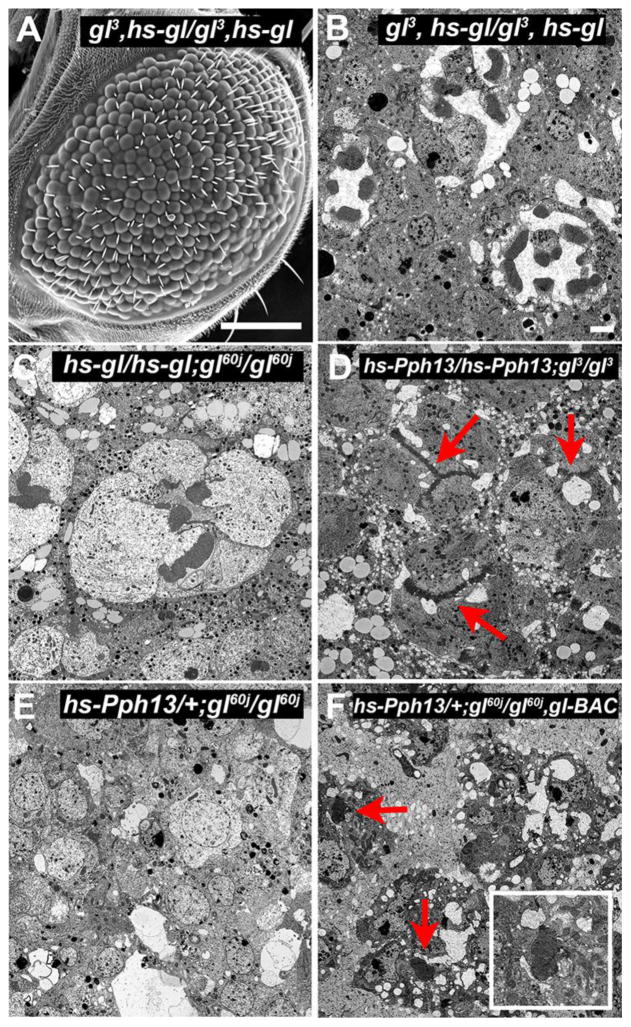 Fig. 8