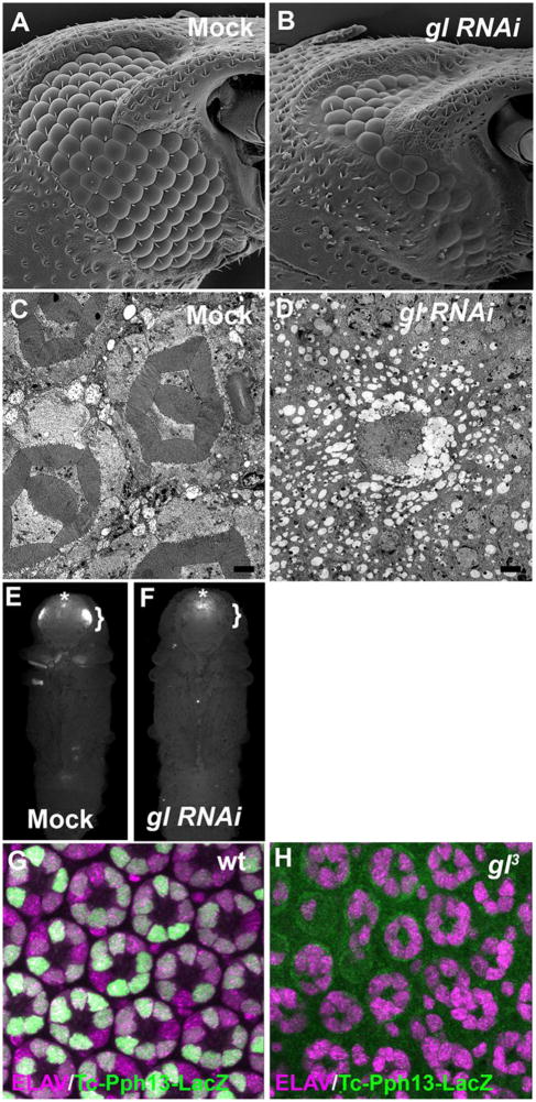 Fig. 10