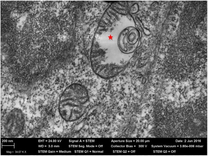 Fig. 8