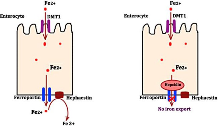 Fig. 1