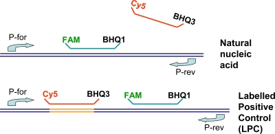 FIG. 1.