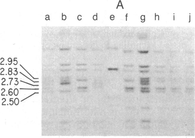 graphic file with name pnas00358-0191-a.jpg