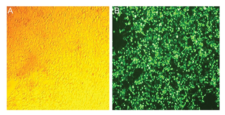 Fig.1