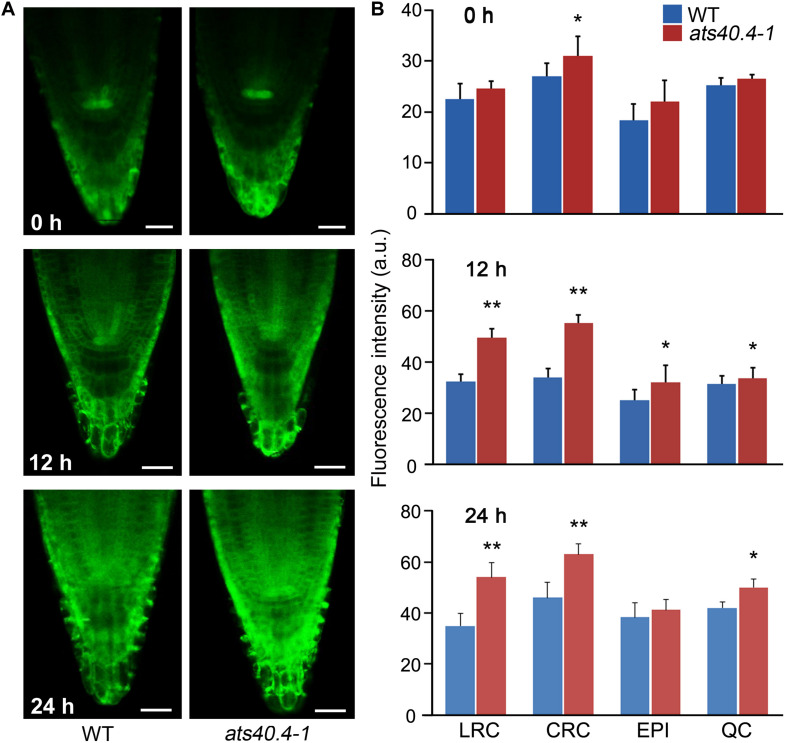 FIGURE 2