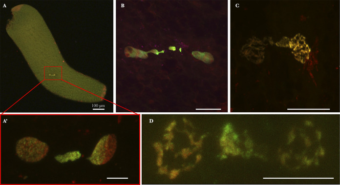 FIG 3