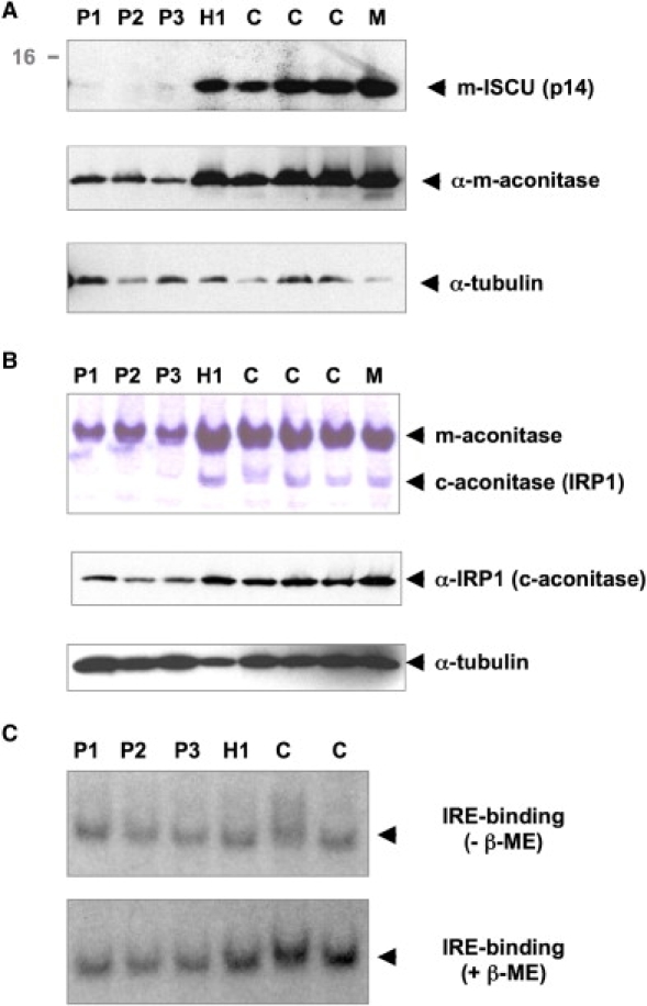 Figure 5