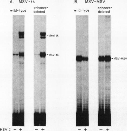graphic file with name molcellb00104-0165-a.jpg